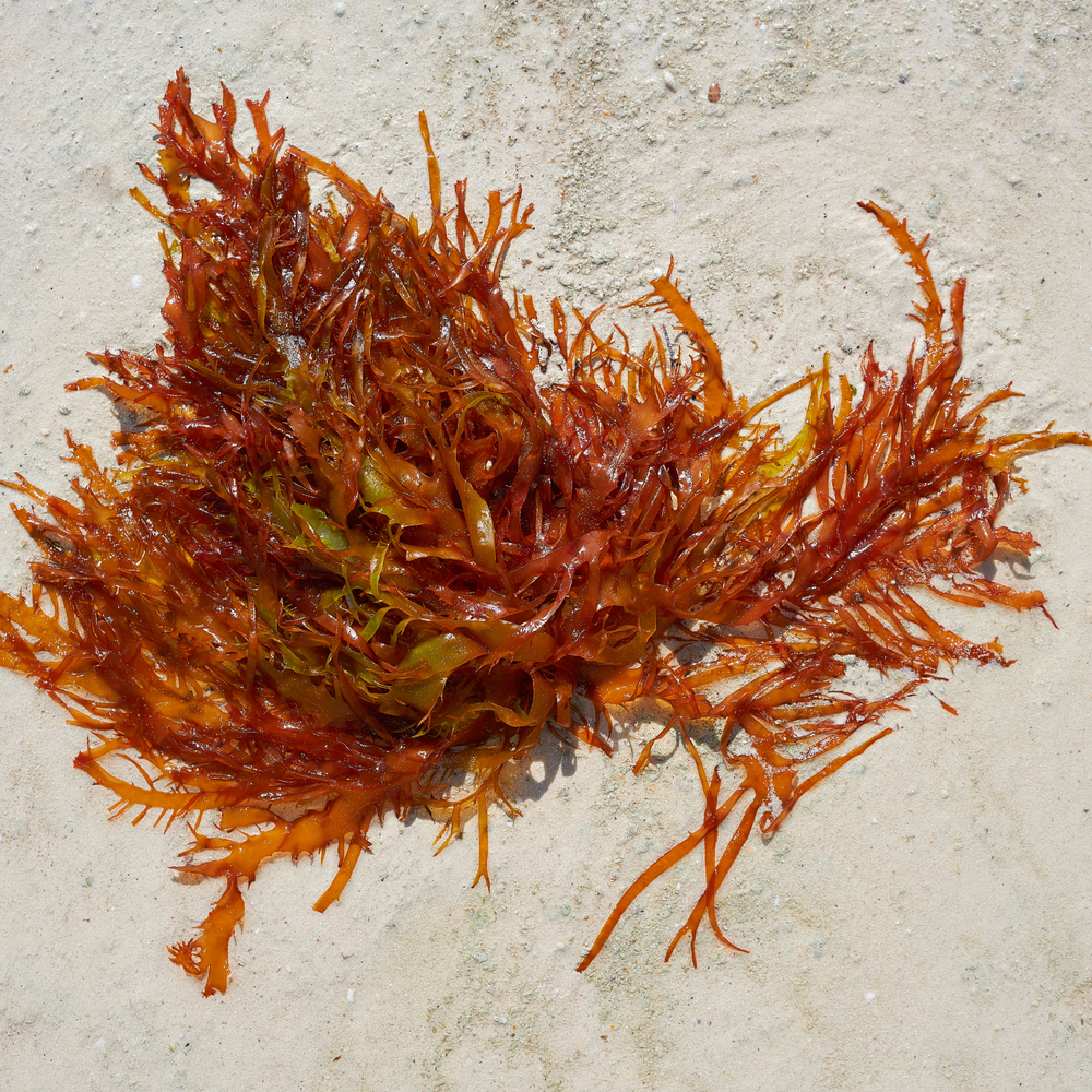 RED ALGAE