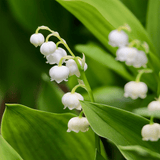 Scented Candle | Lily Of The Valley - Joik USA