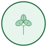Saaremaa Alfalfa