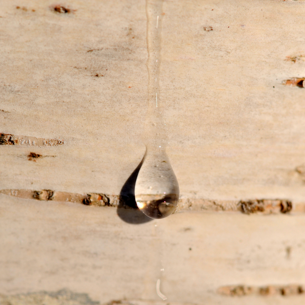 BIRCH SAP