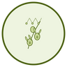 Olive Squalane