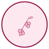 Schisandra Chinensis