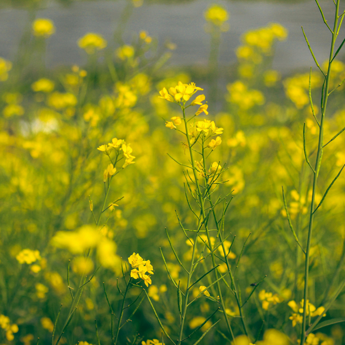 Rapeseed Wax