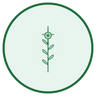 Alpine Willowherb