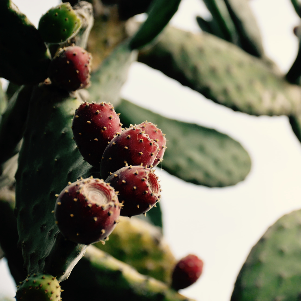 Prickly pear oil