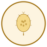 Organic Prickly Pear Seed Oil