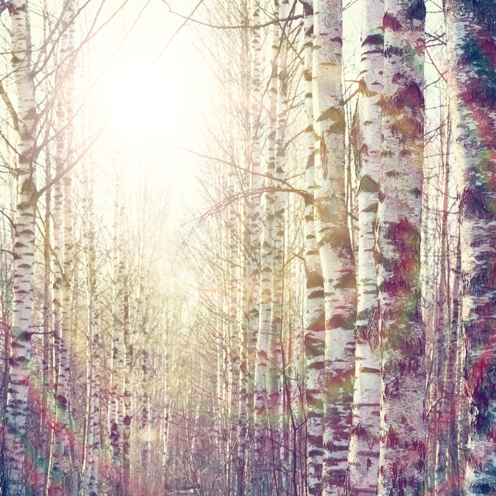 Birch forest in Estonia