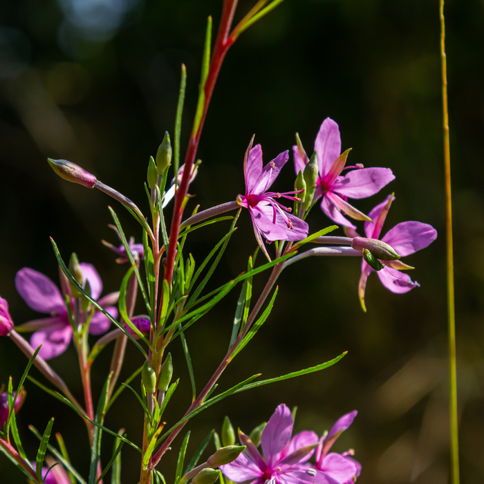 Alpine Willowherb
