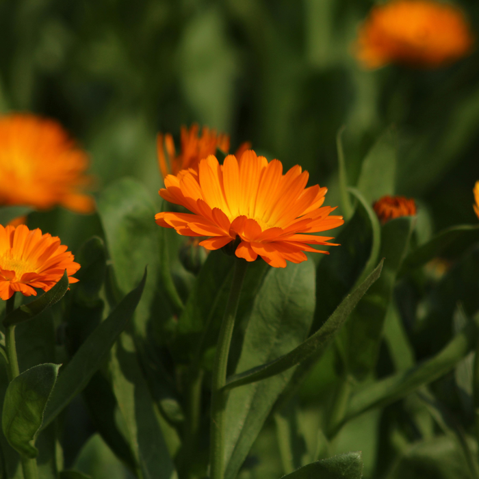 Calendula Extract