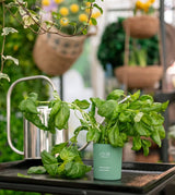 Scented Candle | Basil & Mint