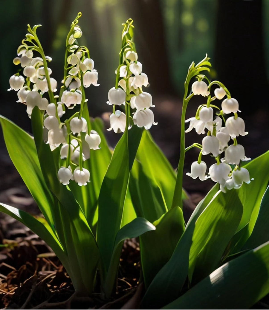 Scented Candle | Lily Of The Valley