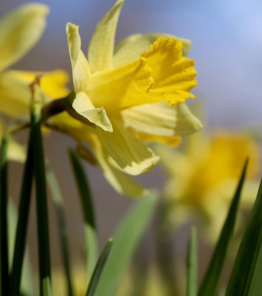 Scented Candle | Narcissus Poeticus