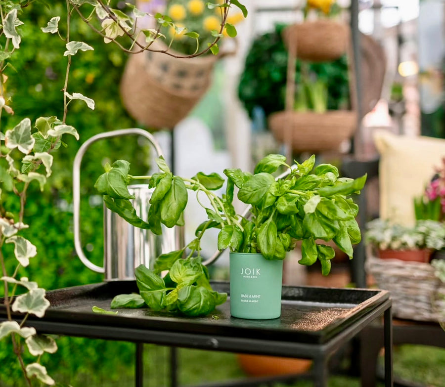 Scented Candle | Basil & Mint