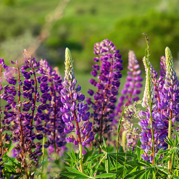 Lupine Extract