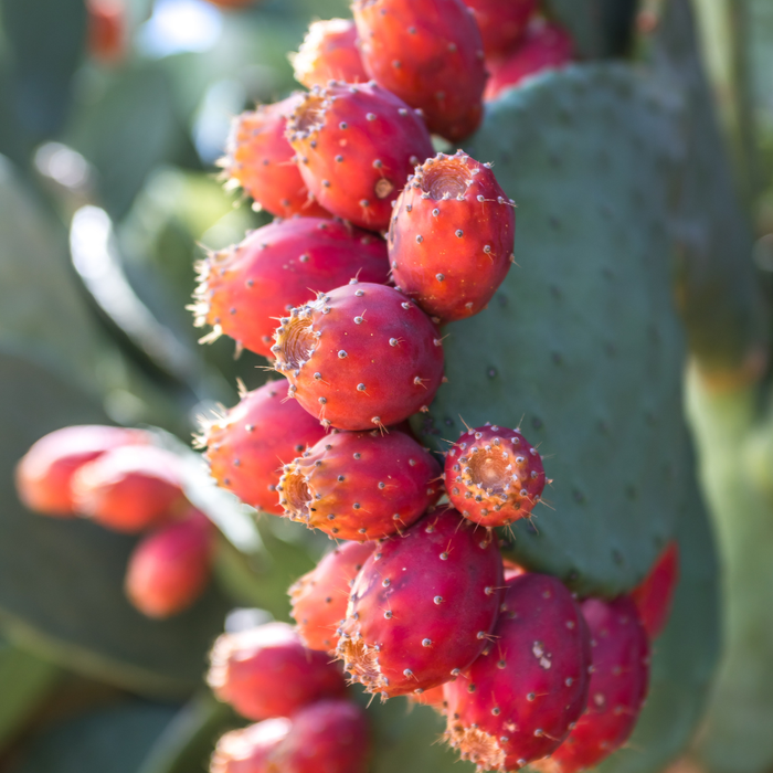 Organic Prickly Pear Seed Oil
