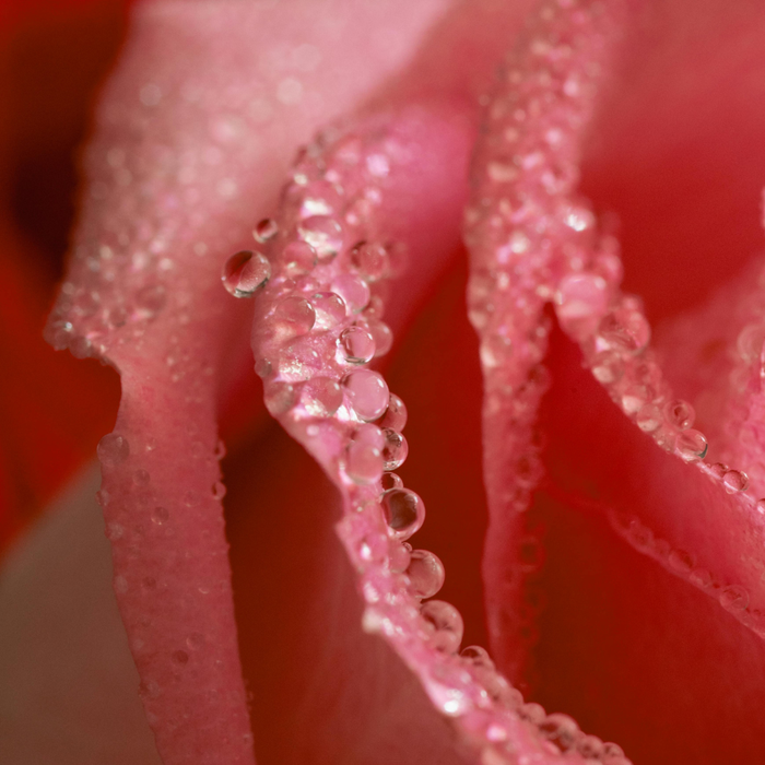 Rose Water