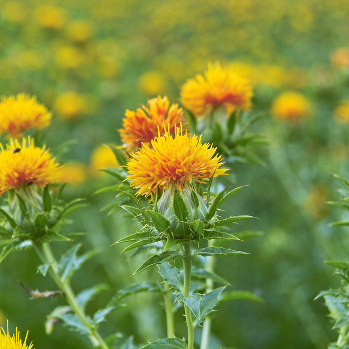 Safflower Oil