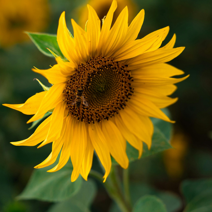 Organic Sunflower Oil