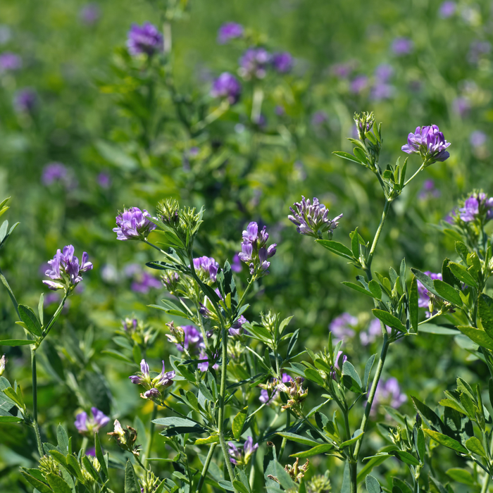 Saaremaa Alfalfa