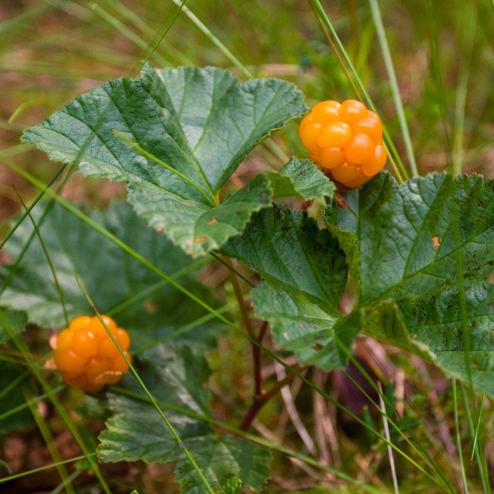 Nordic Cloudberry