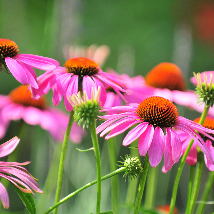 Echinacea Extract