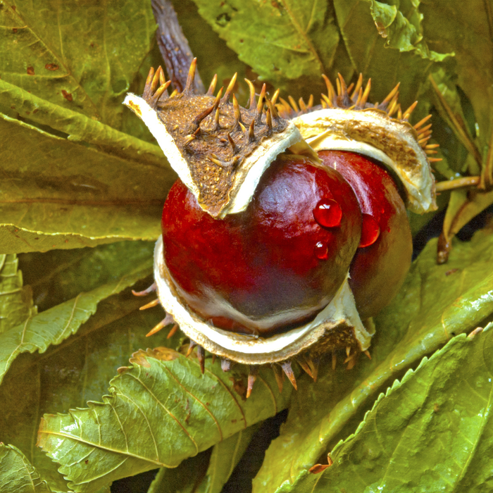 Horse Chestnut Extract