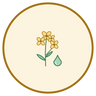 Rapeseed Oil