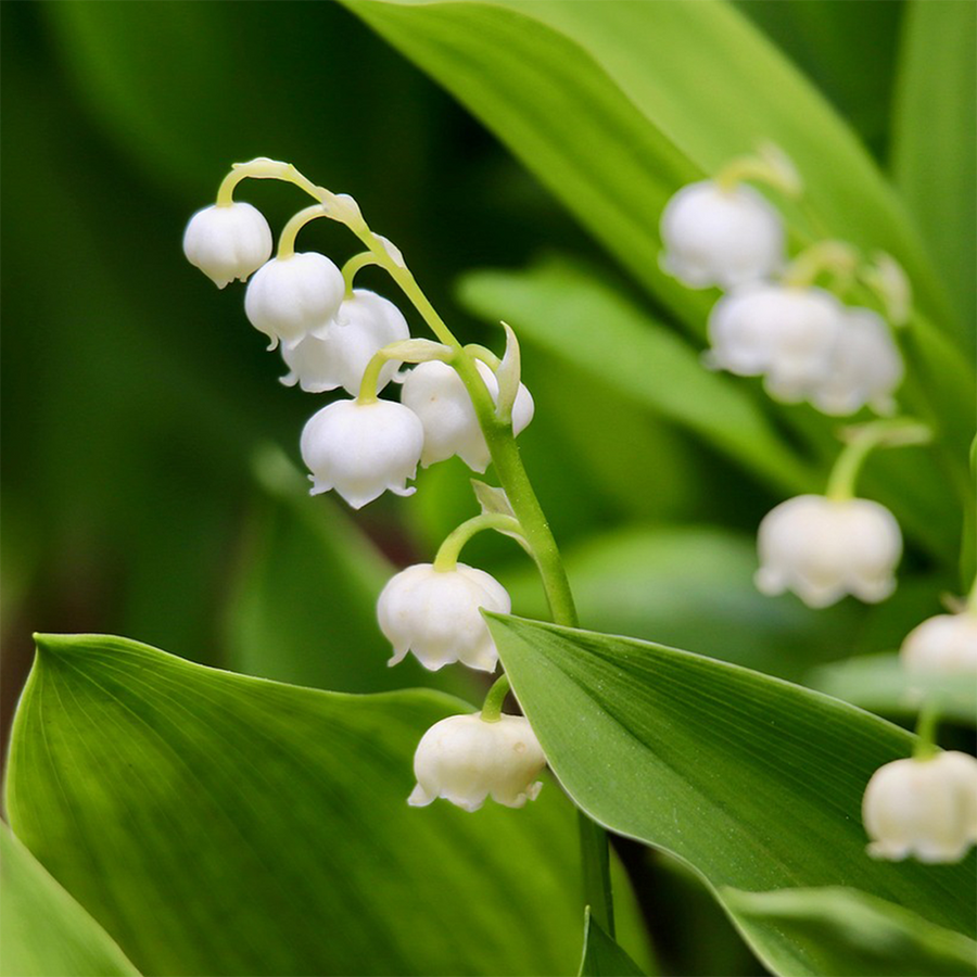 Scented Candle | Lily Of The Valley