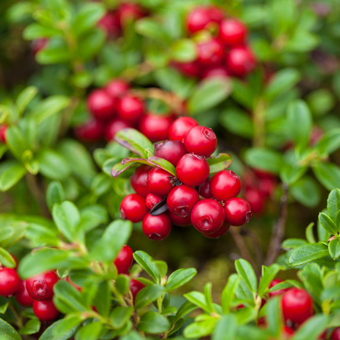 Saaremaa Lingonberry