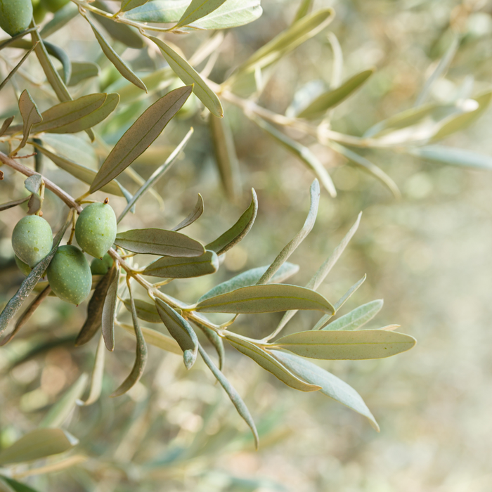Olive Oil