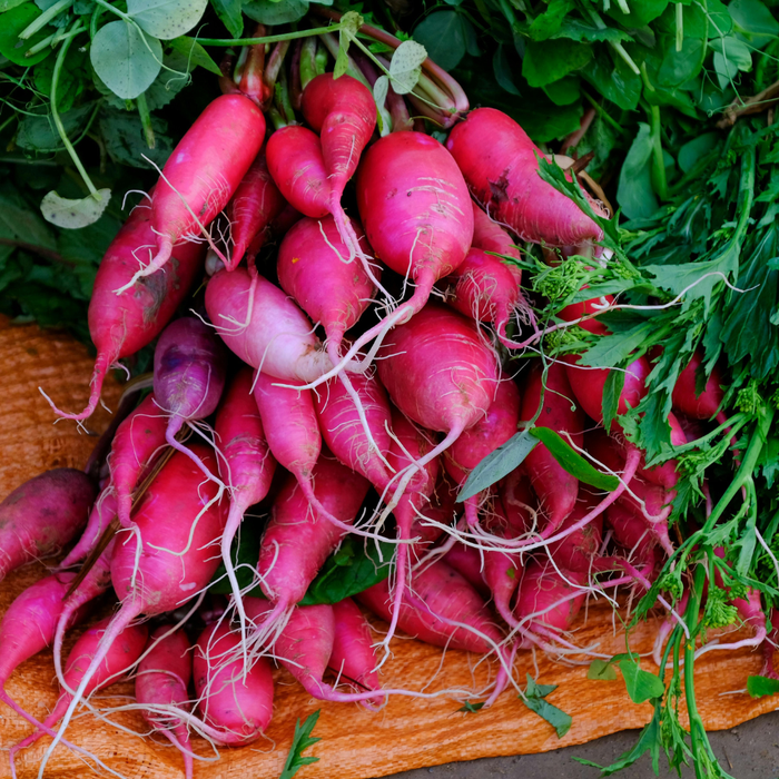 Radish Root Extract