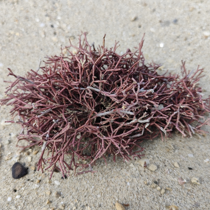 Saaremaa Red Algae