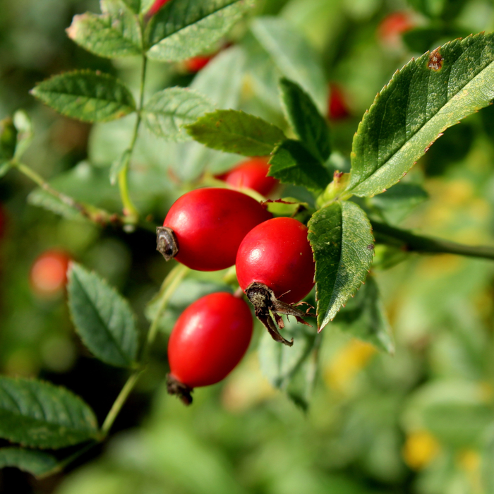 Organic Rosehip Oil