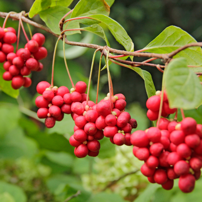 Schisandra Chinensis