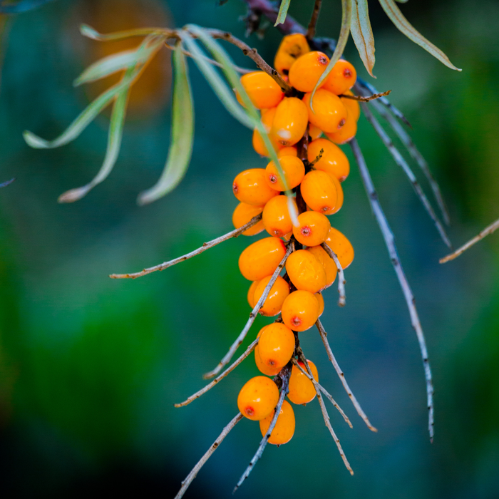 Sea Buckthorn