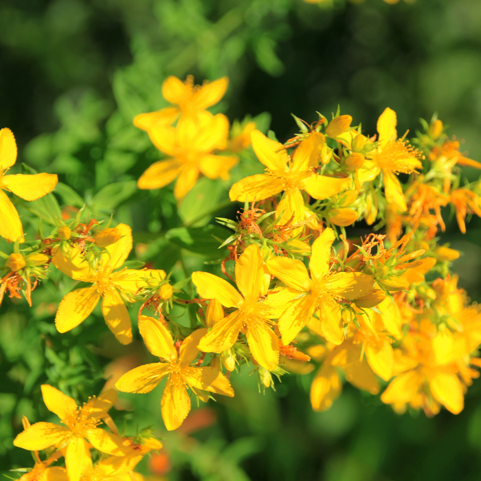 St. John's Wort